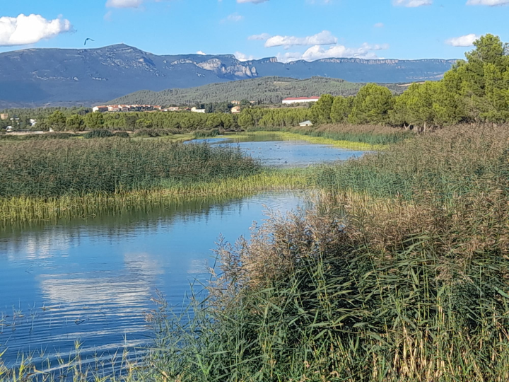 Actividad de ciencia ciudadana