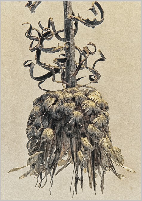 ‘De las Cosas Naturales’