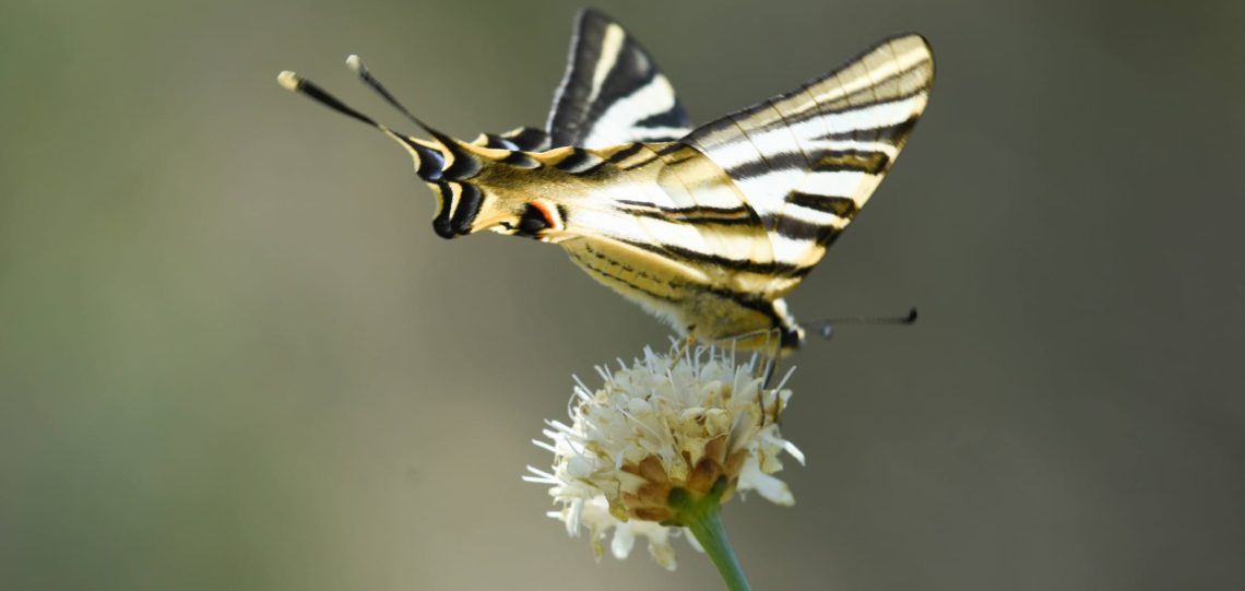 Lepidópteros del entorno de Sangüesa